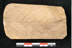 Foto (Detailansicht) von Rhamnus frangula L. (NHMW-GEO-2024-0188-11625)